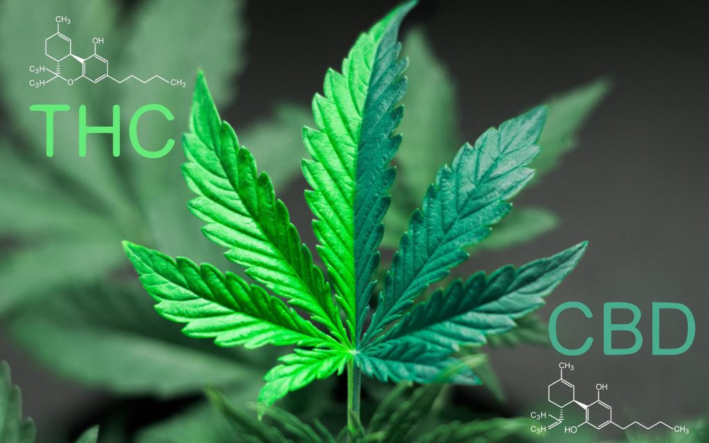 CBD vs THC: por que o CBD não é intoxicante? - Cannalize