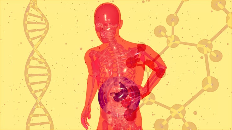 Página 3 | Fotos de Sistema endocanabinoide - Baixe fotos grátis de alta qualidade | Freepik